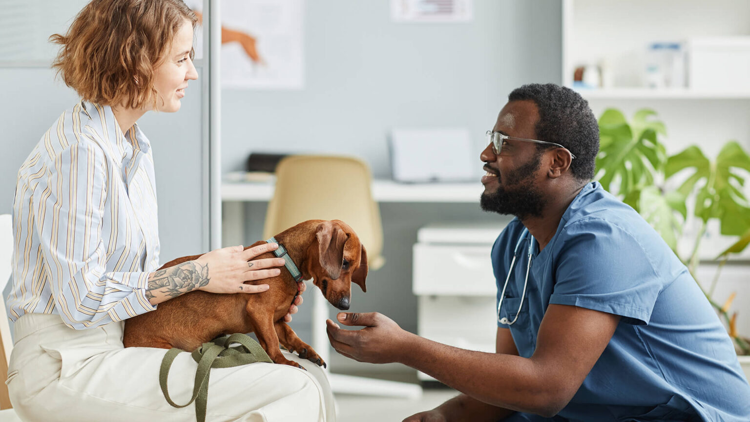 Pet Insurance South Africa